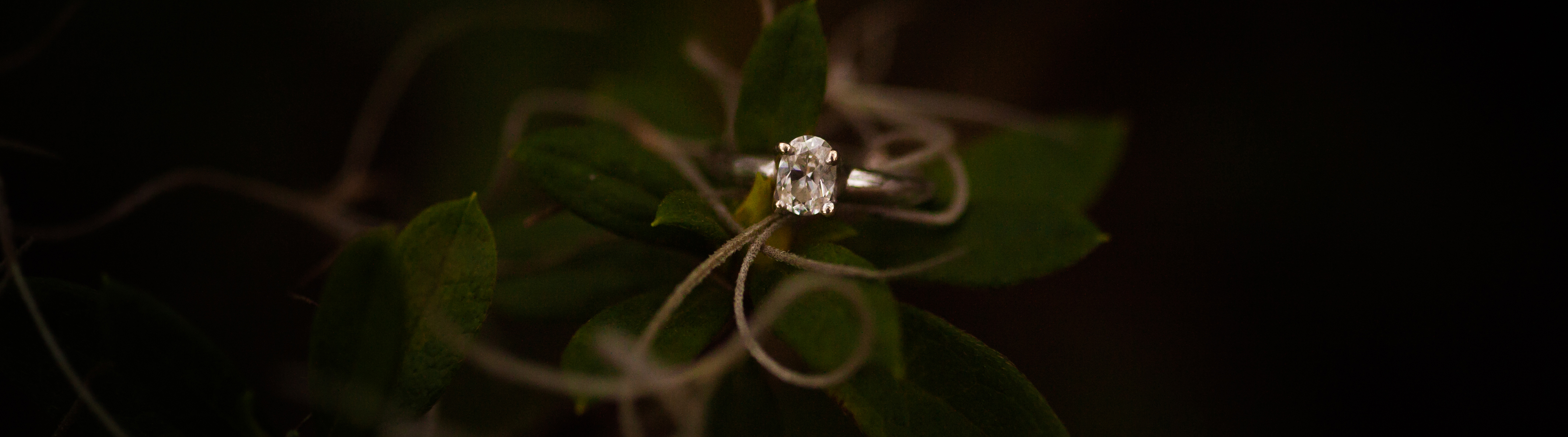 Elizabeth and Chris ~ Engaged | Tanglewood Plantation SC